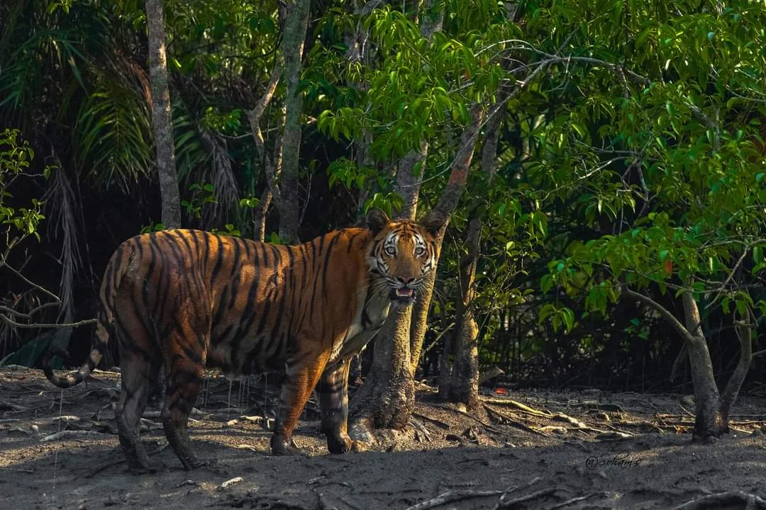 https://www.sundarbanexplore.com/wp-content/uploads/2023/03/IMG-20221018-WA0043.jpg