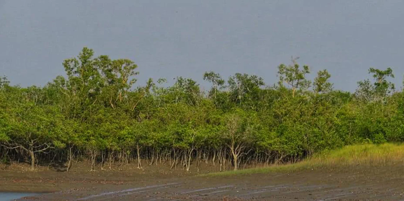 Sundarban Explore