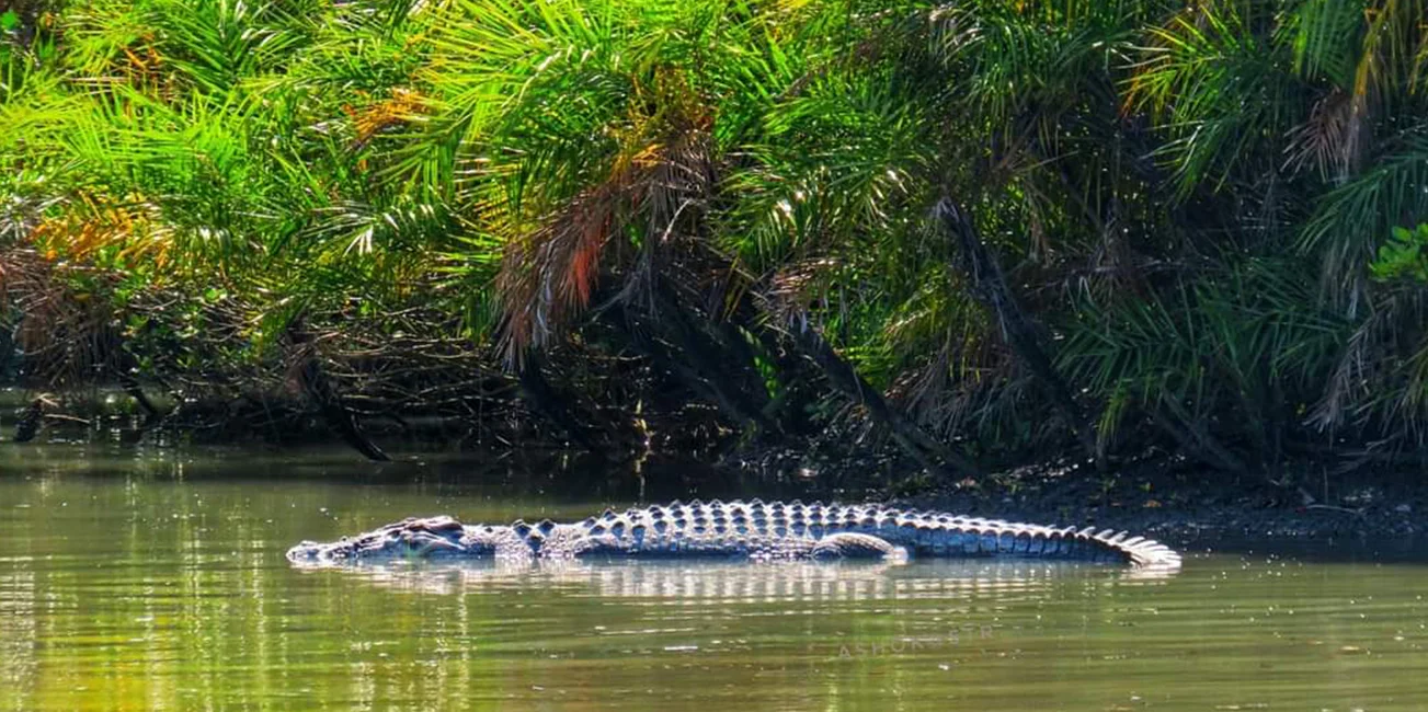 Sundarban Adventure
