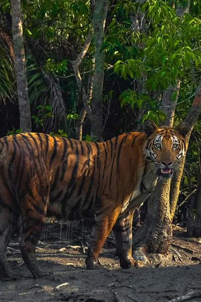 Sundarban Tour Package