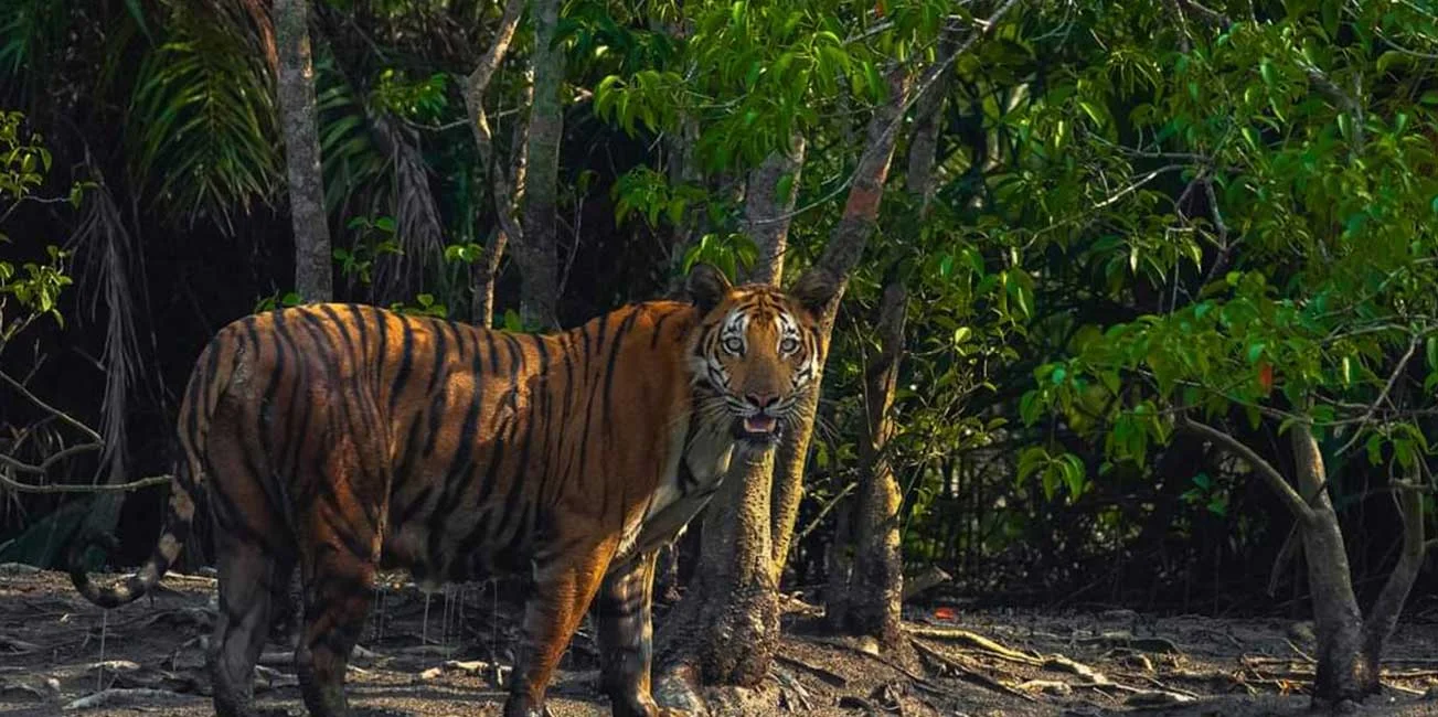 Sundarban Tour