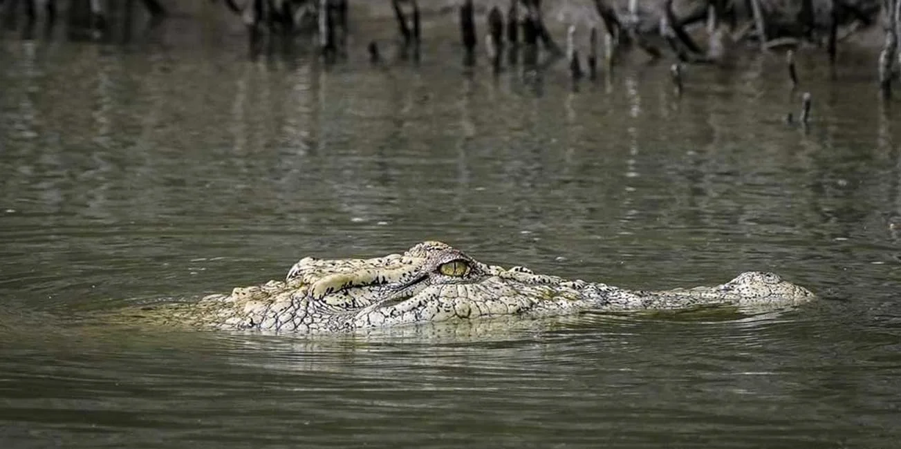 Sundarban Explore