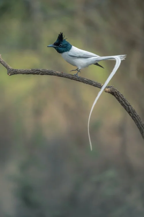 https://www.sundarbanexplore.com/wp-content/uploads/2025/04/asian-paradise-flycatcher-1.jpg