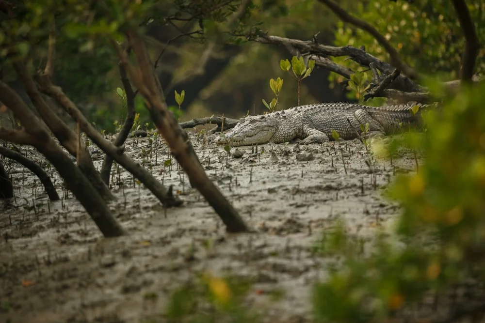 https://www.sundarbanexplore.com/wp-content/uploads/2025/06/gigantic-salted-water-crocodile-caught-mangroves-sundarbans-india-1.jpg