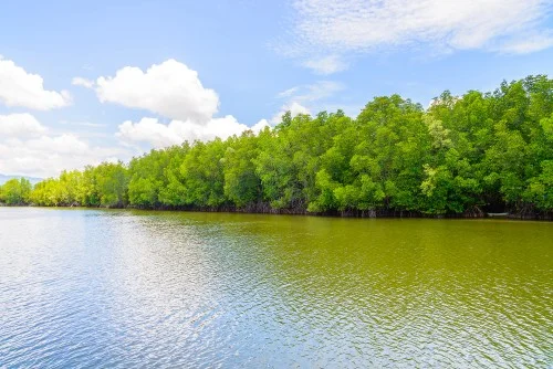 https://www.sundarbanexplore.com/wp-content/uploads/2025/08/beautiful-mangrove-forest-landscape-thailand-1.jpg