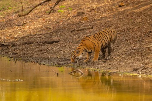 https://www.sundarbanexplore.com/wp-content/uploads/2025/09/amazing-tiger-nature-habitat-tiger-pose-golden-light-time-1.jpg