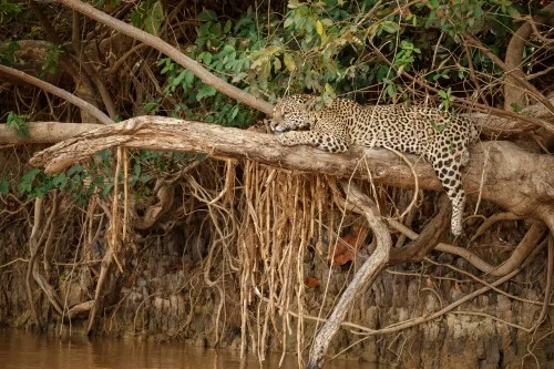 https://www.sundarbanexplore.com/wp-content/uploads/2025/10/american-jaguar-nature-habitat-south-american-jungle.jpg