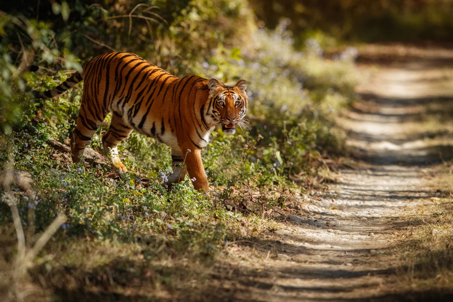 https://www.sundarbanexplore.com/wp-content/uploads/2026/02/1227.jpg