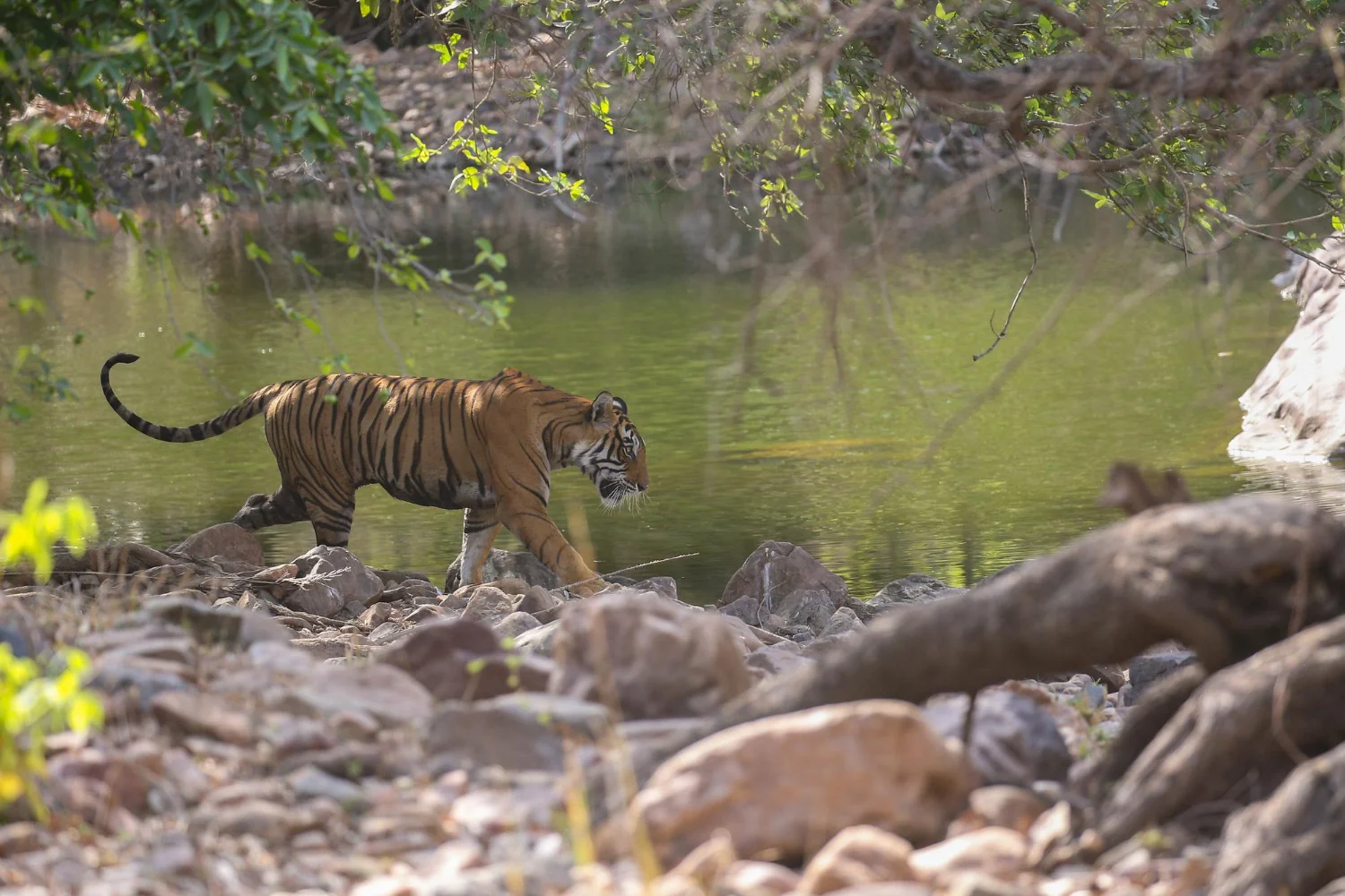 https://www.sundarbanexplore.com/wp-content/uploads/2026/03/Sundarban-Safari-Guide.jpg